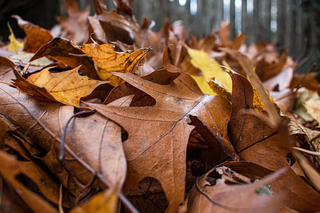closeup of a pile of autumn leaves