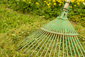Rake being used in backyard for spring cleaning.