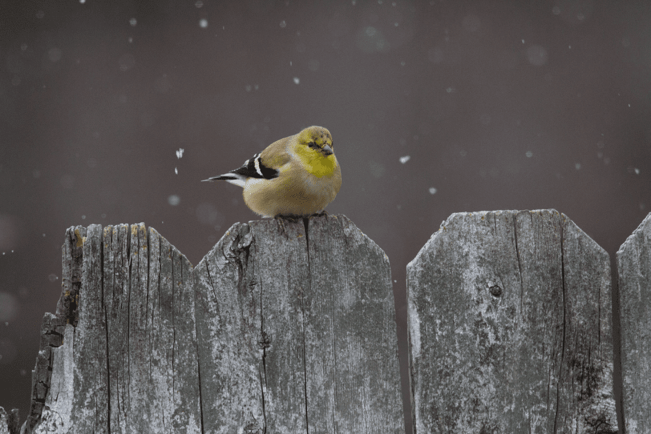 A small yellow bird sits atop a fencepost, with snow falling in the background. 