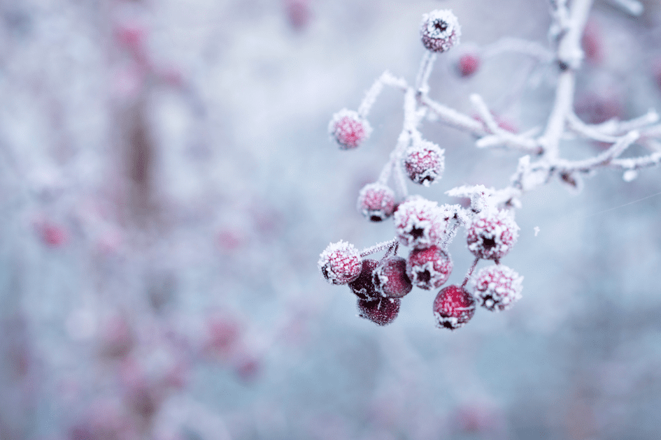 Vibrant red berries covered in frost hang on an outdoor branch.