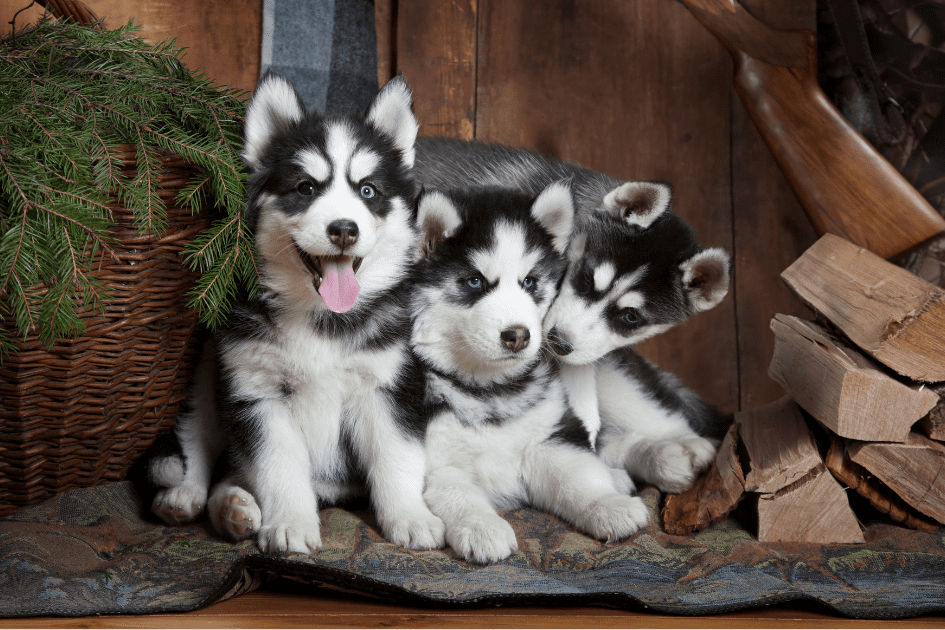 Puppies sitting next to a pile of firewood