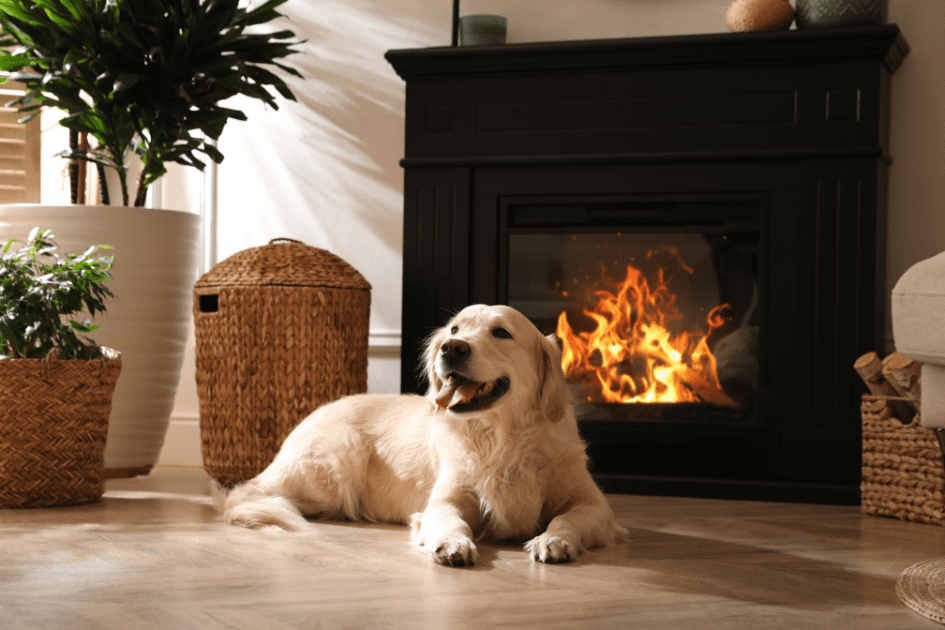 Dog relaxing in front of an enclosed fire