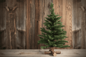 Mini pine tree on a wooden table